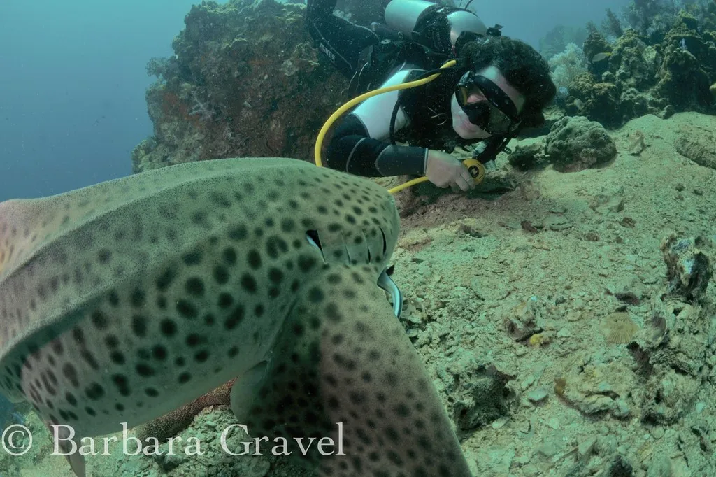 Scuba PADI Divemaster CMAS moniteur de plongee